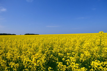 横浜町の菜の花畑。横浜、青森、日本。5月中旬。
