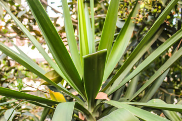 Obraz premium A picture of leafs