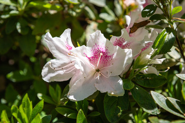 pink flowers of apple tree