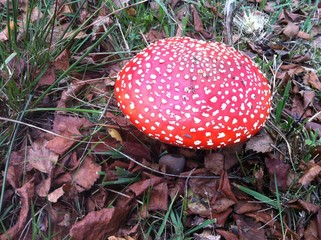 Fly Agaric