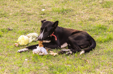 A picture of dog eating food in garden