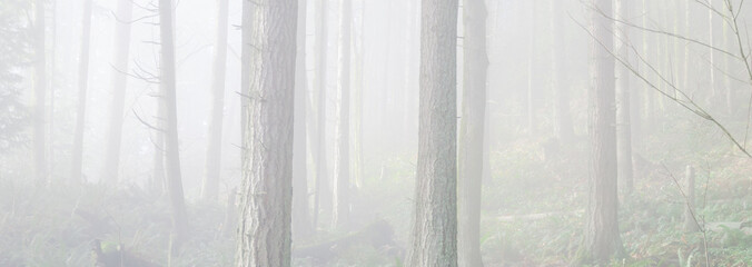 Panoramic misty foggy trail lush forest mountain landscape at Poo Poo Point in Washington, USA