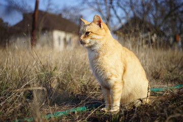 Cute ginger cat sitting in the dry grass in the sunny rural garden.