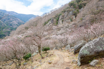 幕山公園 湯河原梅林