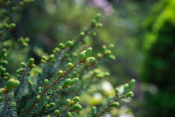 background of green leaves