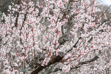 満開の梅の花