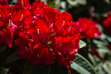 red rose in the garden