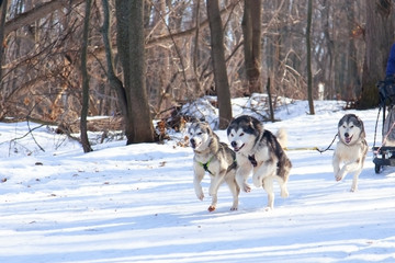 Fototapeta na wymiar Saratov region, Russia - 03/29/2020: Sports competitions, canine jogging in winter in the forest. Three husky dogs are running in a team, a race in the snow, a photo report in motion