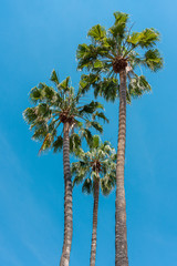 Fototapeta premium Palm Trees In California State