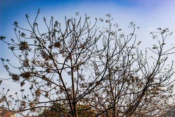 A picture of dry tree