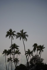 Fototapeta na wymiar palm trees on background of gray sky