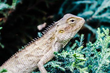 A picture of lizard
