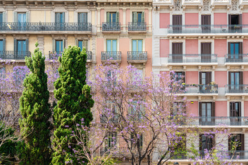 Fototapeta na wymiar Purple Flowering Trees In The Center Of Barcelona City In Spain