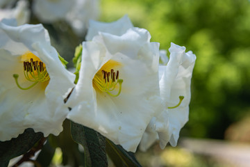 white flower in a garden