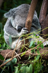 Koala sleeping in eucalyptus tree in Queensland
