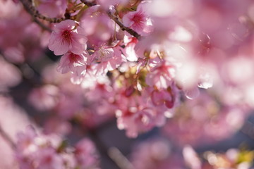 木漏れ日と河津桜1