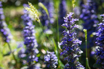 field of lavender flowers