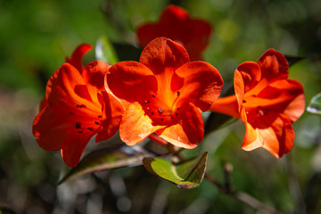 red flower in garden