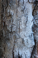 Tropical tree bark close-up in the Caribbean area, ideal for use as a background or for ecological concepts