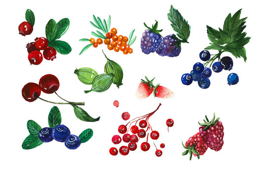 Forest and garden berries hand drawn watercolor illustrations set