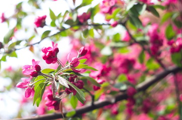 Apple tree blossom. Bokeh blur in the background. Spring.