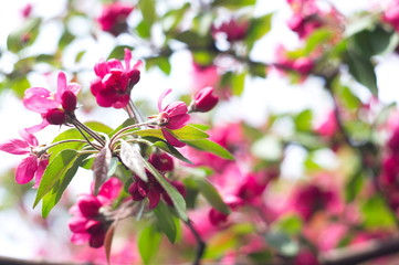 Apple tree blossom. Bokeh blur in the background. Spring.