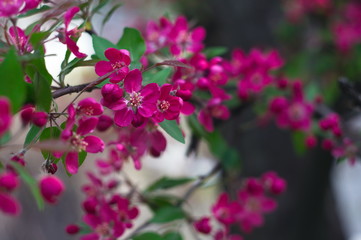 Apple tree blossom. Bokeh blur in the background. Spring.