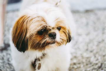 Portrait d'un petit chien de race shih tzu