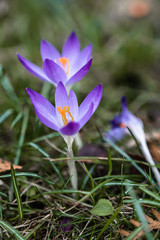Crocus bloom in purple on a green meadow in spring sunshine