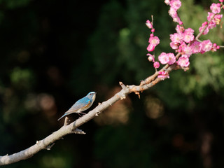 Beautiful blue bird, male Red-flanked bluetail or Orange-flanked bush robin(Tarsiger cyanurus, Ruribitaki), standing on a branch, side view.