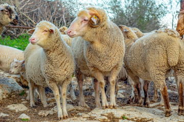Fototapeta premium cute little lambs with sheep on during sunrise