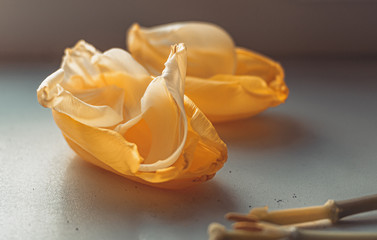 Gorgeous soft textured yellow tulip petals