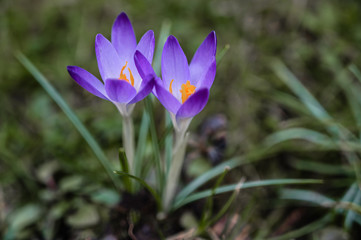 Crocus bloom in purple on a green meadow in spring sunshine