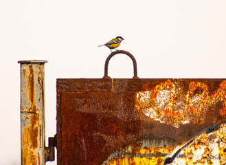 bird on the metal gate