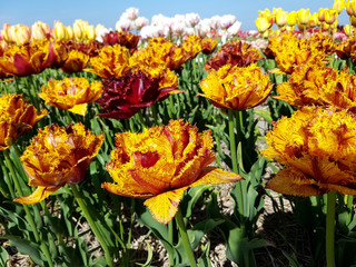 Tulipa, Bastia, Tulpenbluete