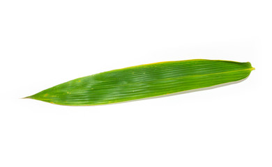 bamboo leaf green isolated close up on white background