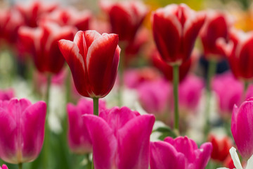 Fototapeta premium Tulips isolated. other plants in the blurred background