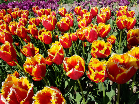 Tulipa, Davenport, Tulpenbluete