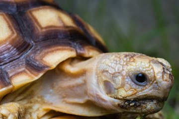 African spurred sulcata Tortoise, Geochelone sulcata Baby turtles Walking Small armature Yellow on white background
