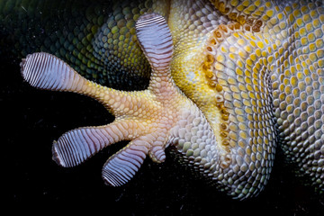Gecko animal on the night life with black background pattern Close up Gecko leg, Fingers black backdrop - obrazy, fototapety, plakaty
