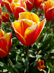 Tulipa, Illussionist, Tulpenbluete