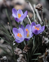 Crocus bloom in purple on a green meadow in spring sunshine
