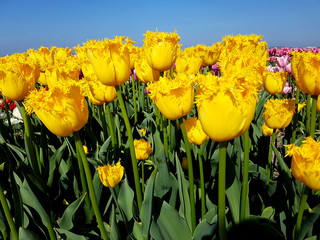 Tulipa, Inspire, Tulpenbluete