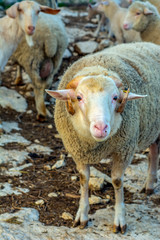 cute little lambs with sheep on during sunrise
