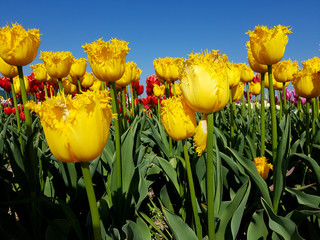 Tulipa, Inspire, Tulpenbluete