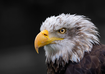 Portrait of american eagle with black background