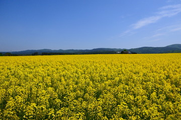 Obraz premium 日本の絶景、横浜町の菜の花畑。青森、日本。5月中旬。