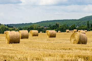 Fototapeta premium Endless field after harvesting wheat on blurry yellow background in evening at sunset. Huge round bales of yellow straw roll across field. Nature concept for design. Space, tranquility and relaxation.