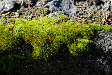 Blossoming moss on stone. Background