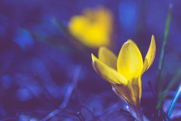 Yellow crocus flower grow in dark blue midnight garden.